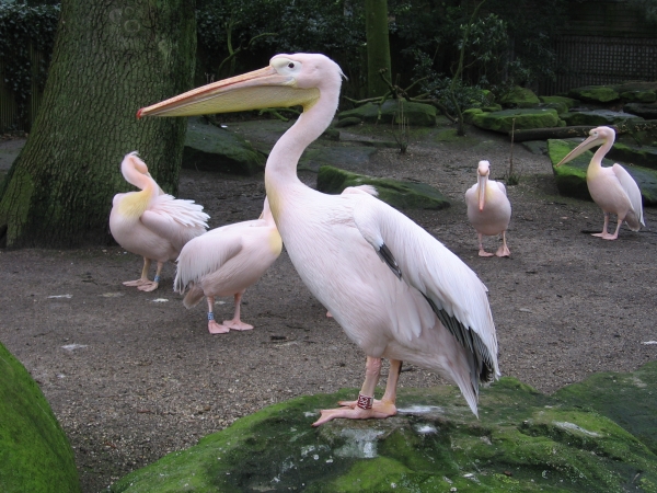 Creation of The Zoo!: Step 9